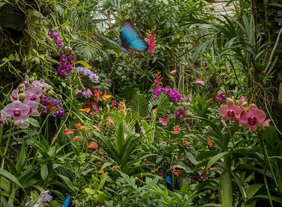 Butterfly Farm tour