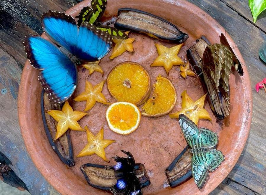 Butterfly Farm tour