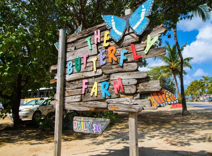 Butterfly Farm tour