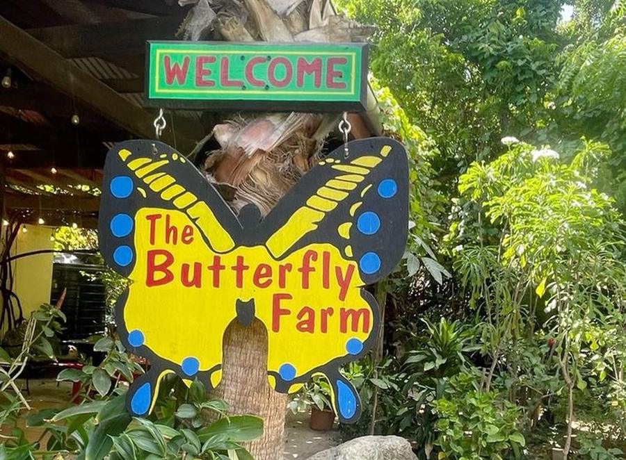 Butterfly Farm tour