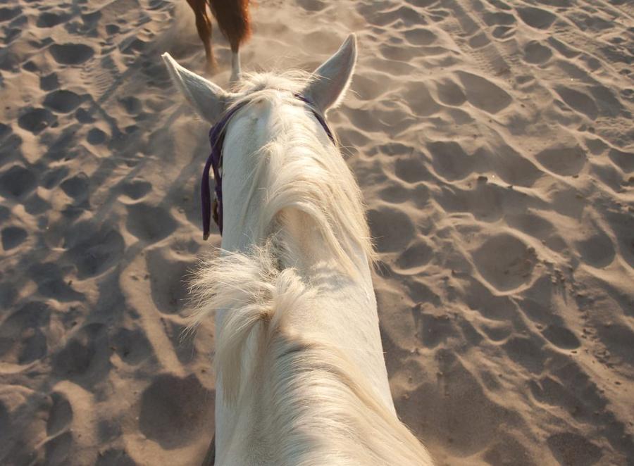 Horseback riding