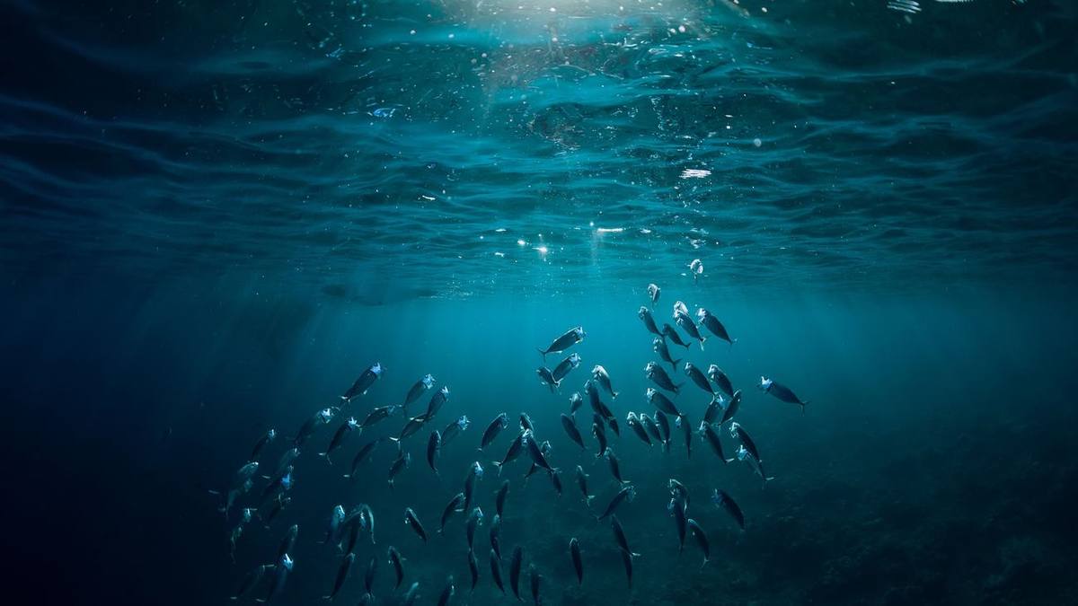 School of fish under the sunlit surface