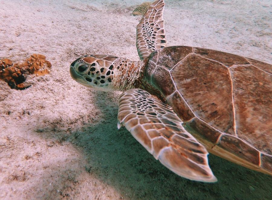 Snorkelling & scuba diving